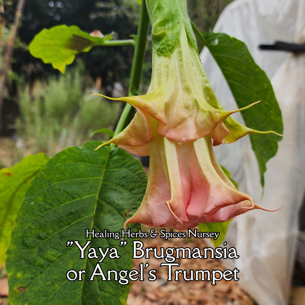 Angel's Trumpet "Yaya" - Live Plant