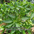 Basil "Malawi Camphor" - Live Plant