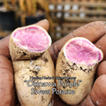 Sweet Potato "Okinawan Purple" - Live Plant