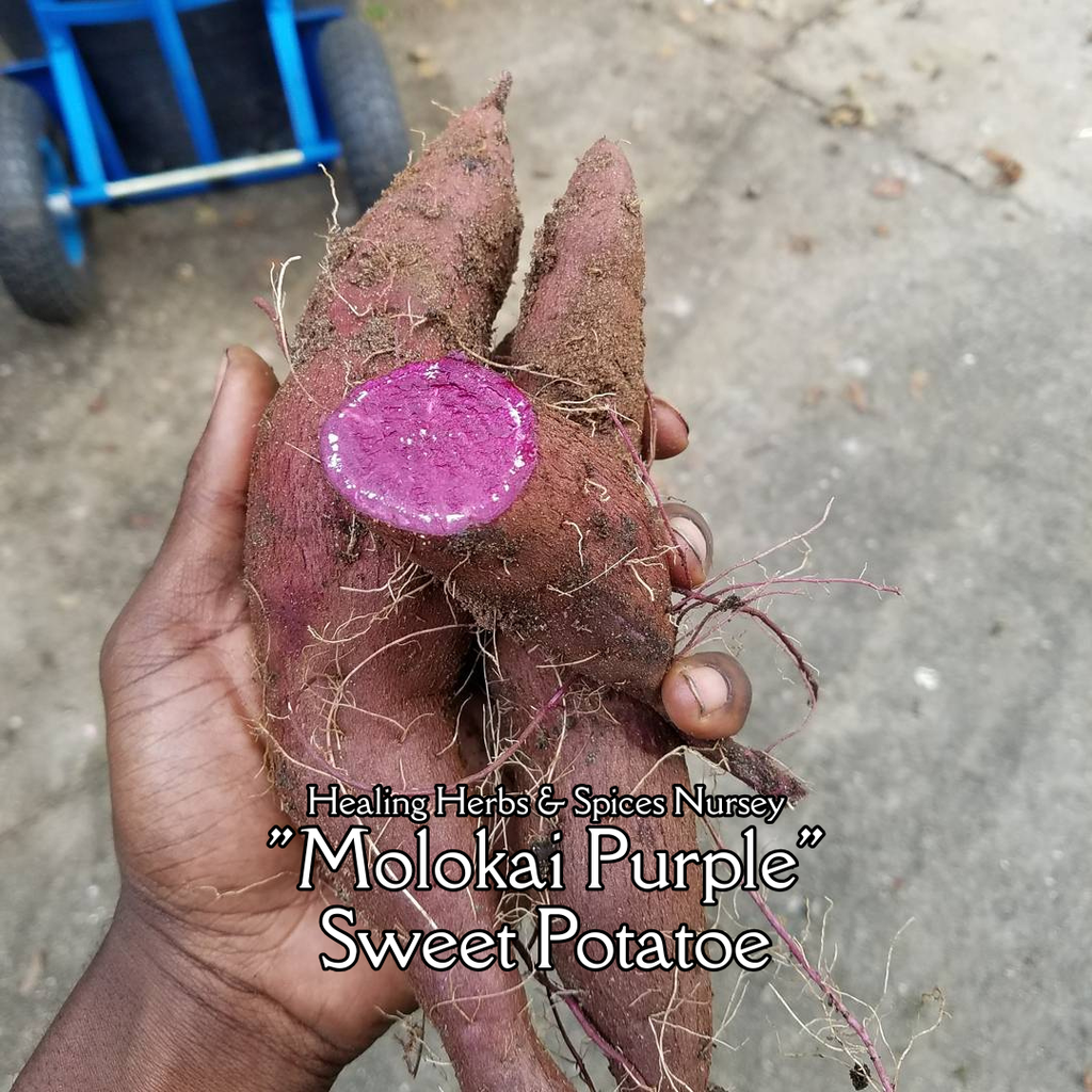 Sweet Potato "Molokai Purple" - Live Plant