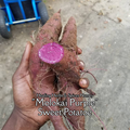 Sweet Potato "Molokai Purple" - Live Plant