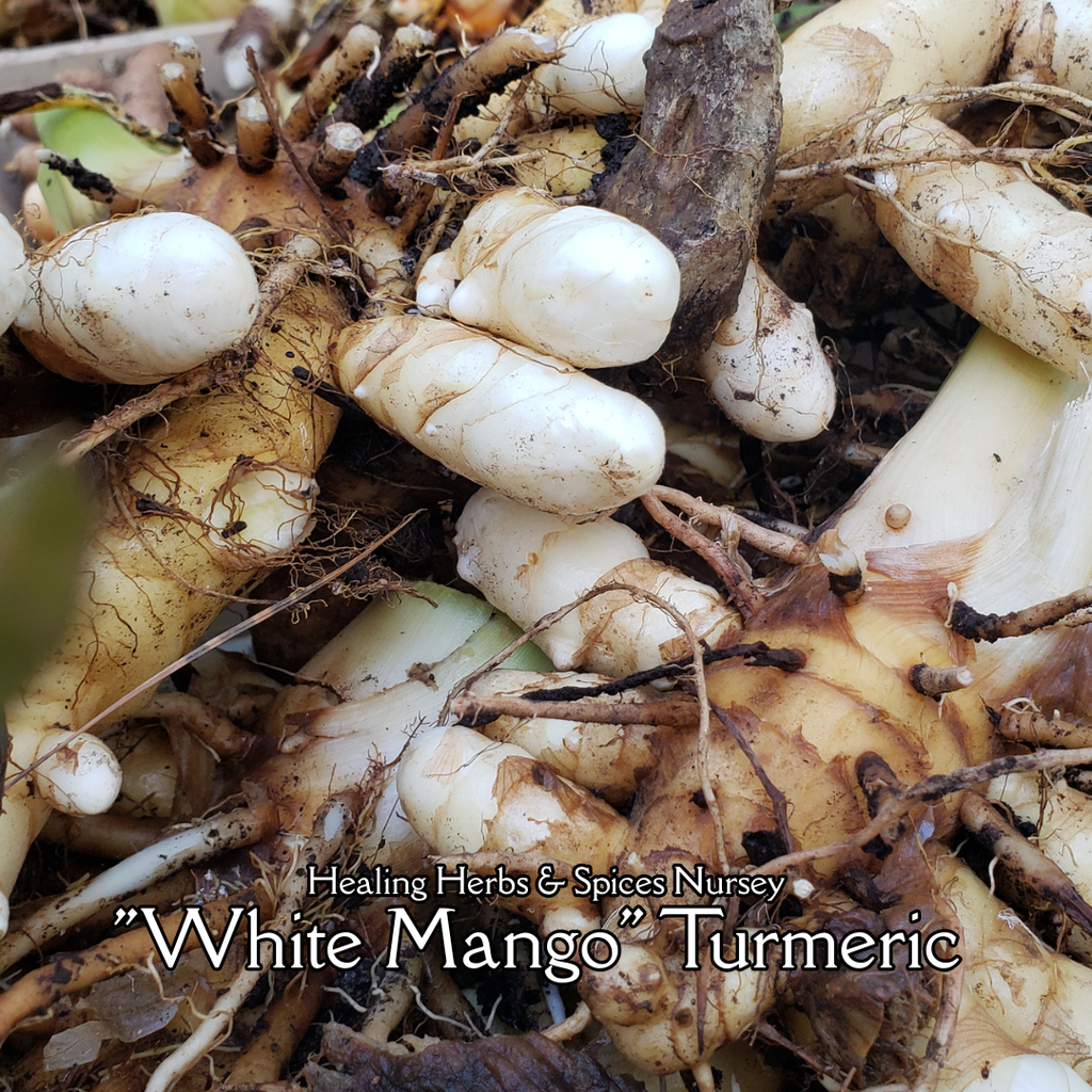 Turmeric "White" - Live Plant