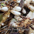 Turmeric "White" - Live Plant