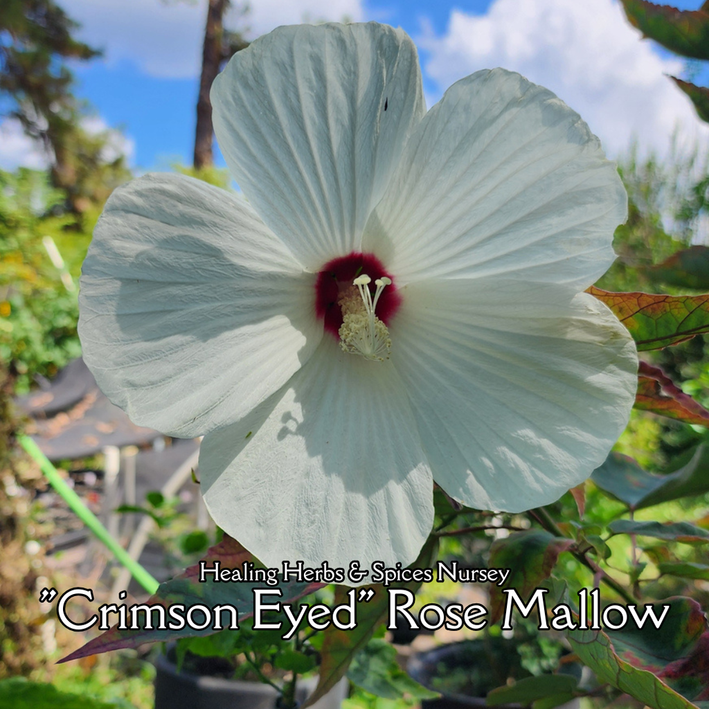 Hibiscus "White Swamp" - Live Plant