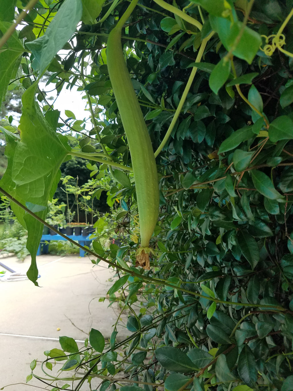 Luffa Gourd - Live Plant