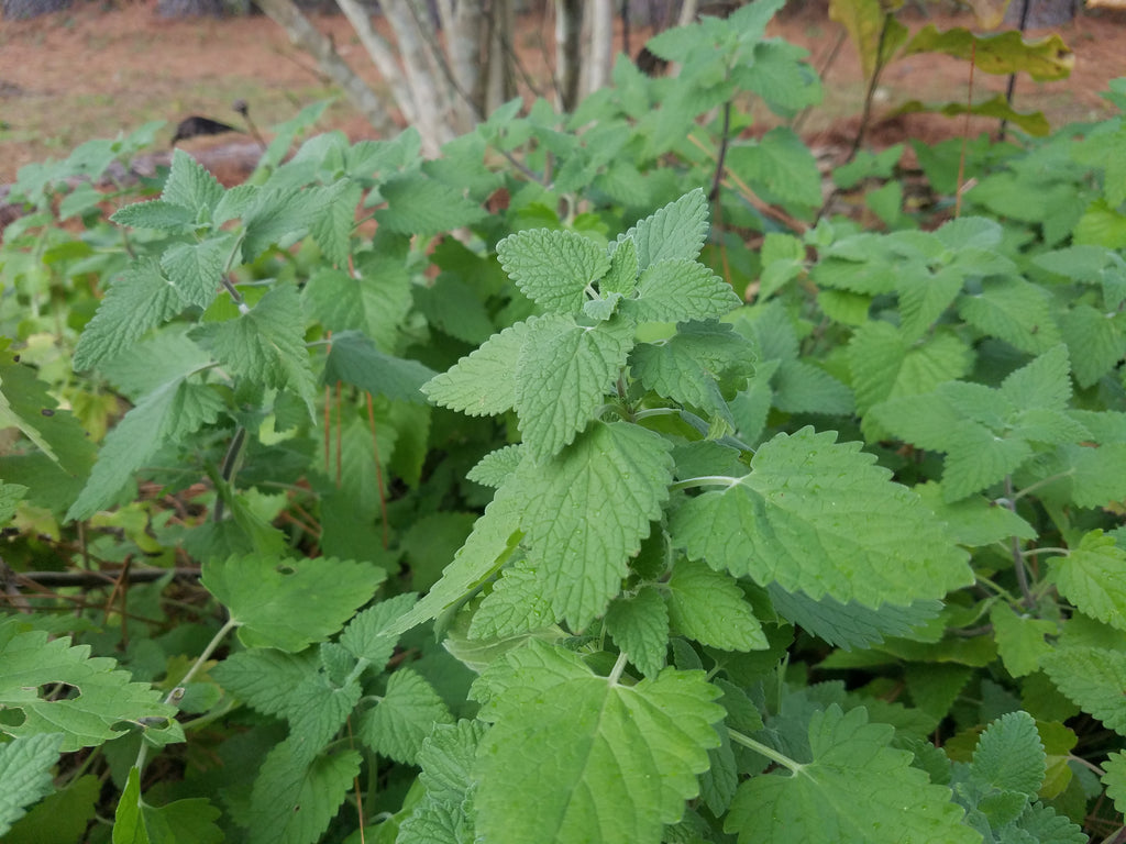 Catnip - Live Plant