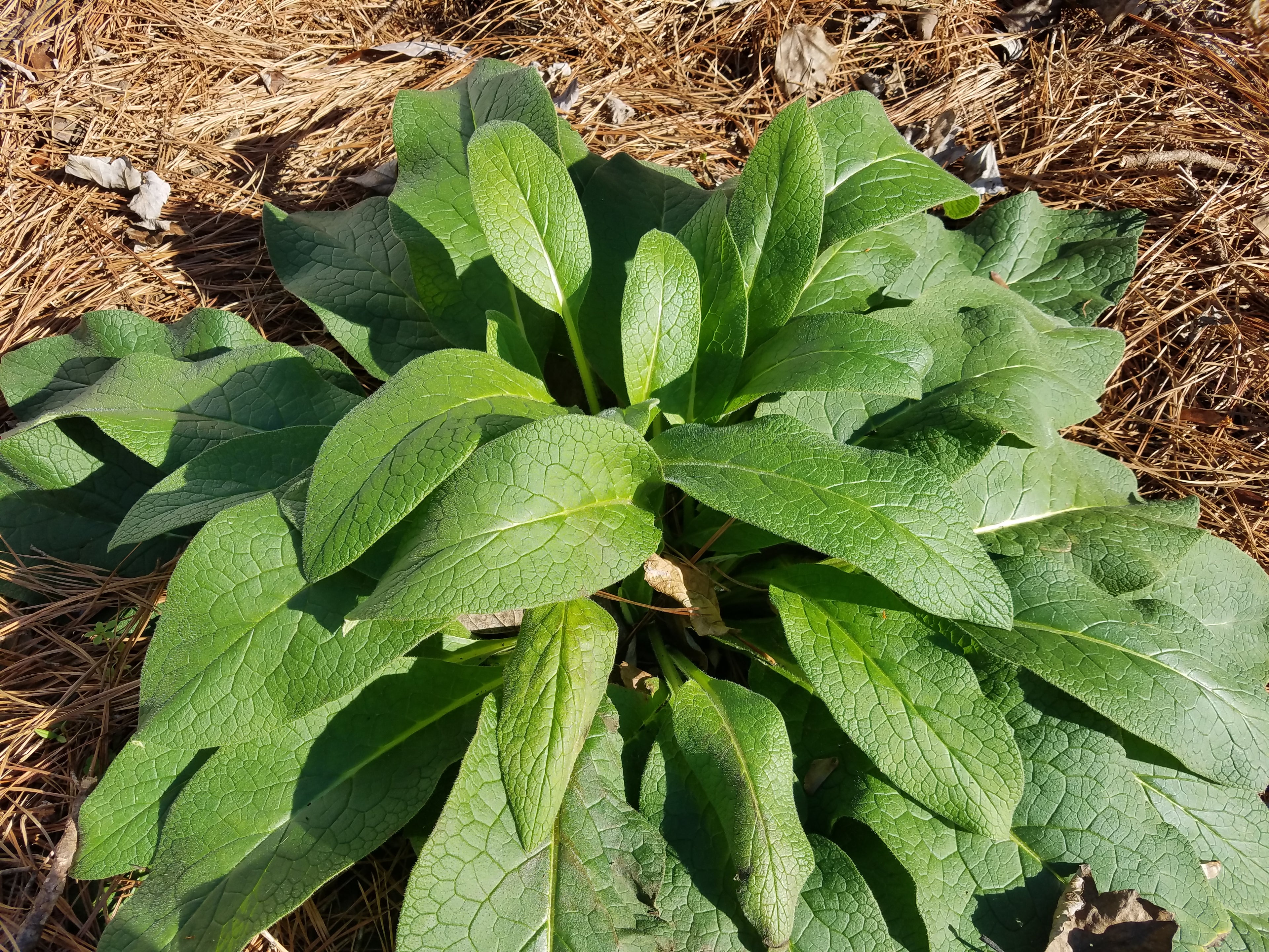 Comfrey "Blocking 14" - Live Plant