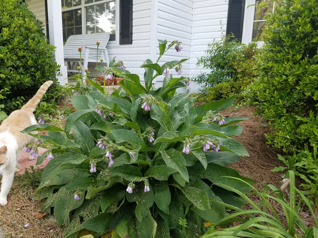 Comfrey "Blocking 14" - Live Plant