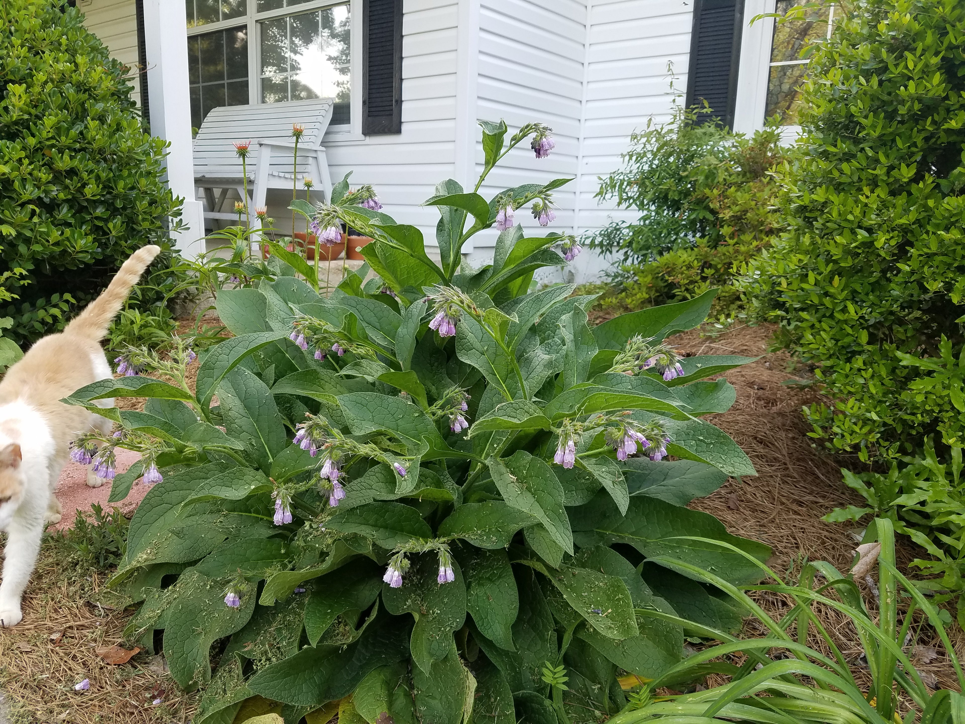Comfrey "Blocking 14" - Live Plant