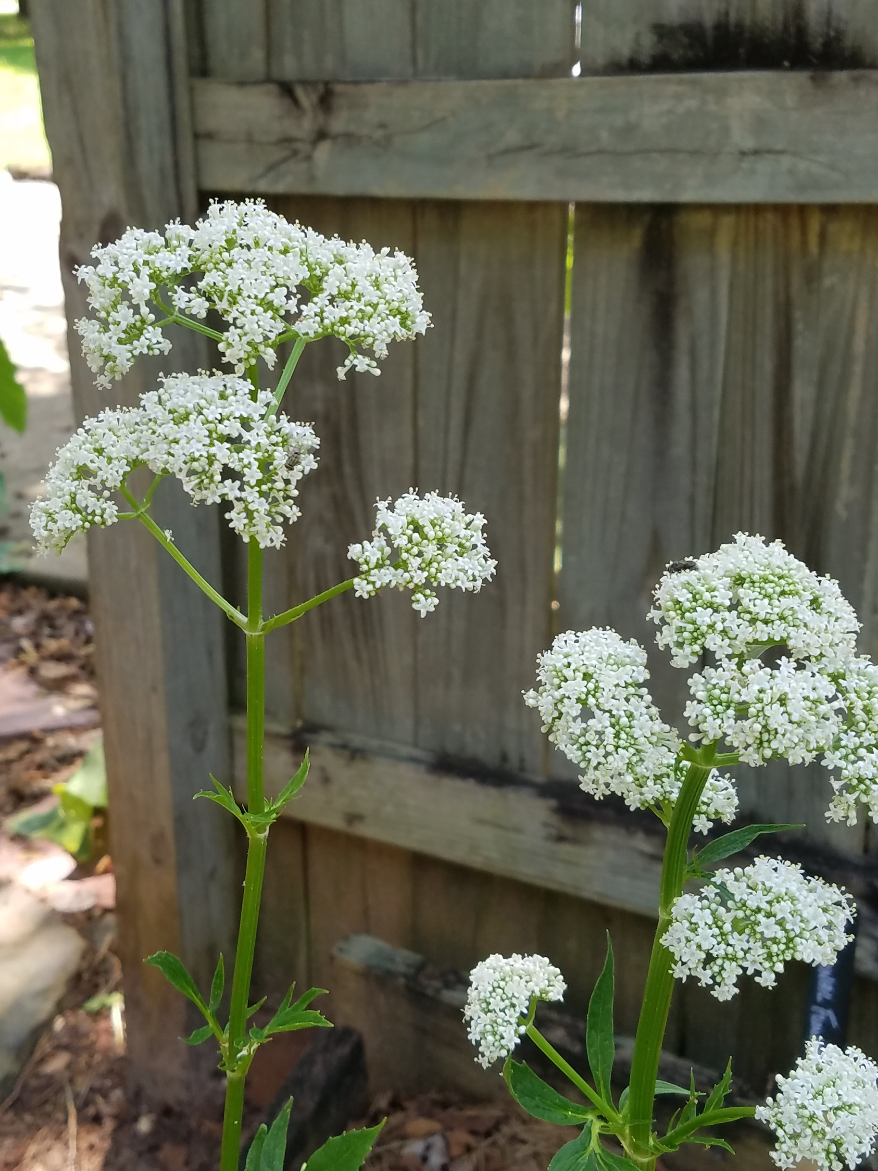 Valerian - Live Plant