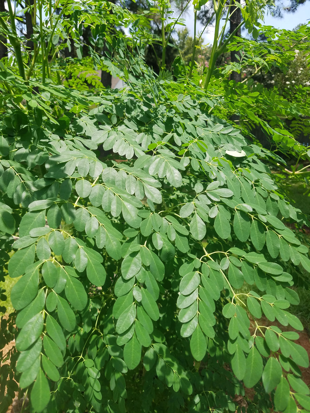 Moringa - Live Plant