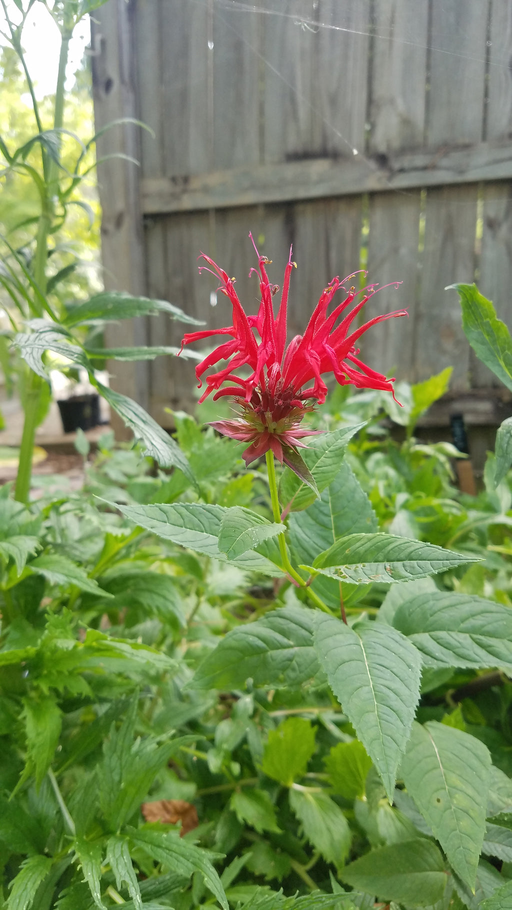 Bee Balm "Scarlet" - Live Plant