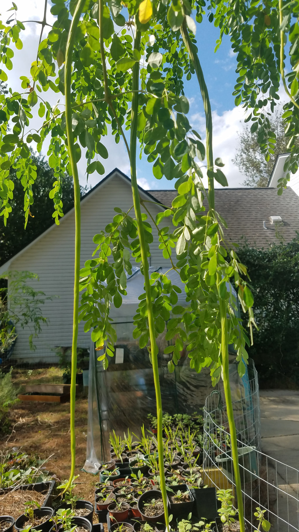 Moringa - Live Plant