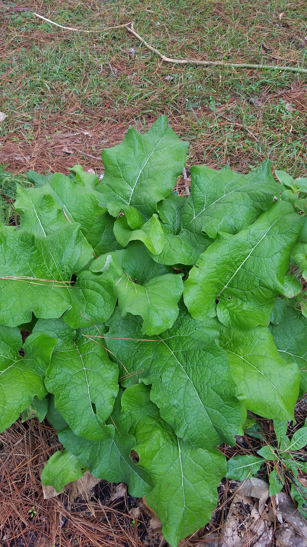 Burdock - Live Plant