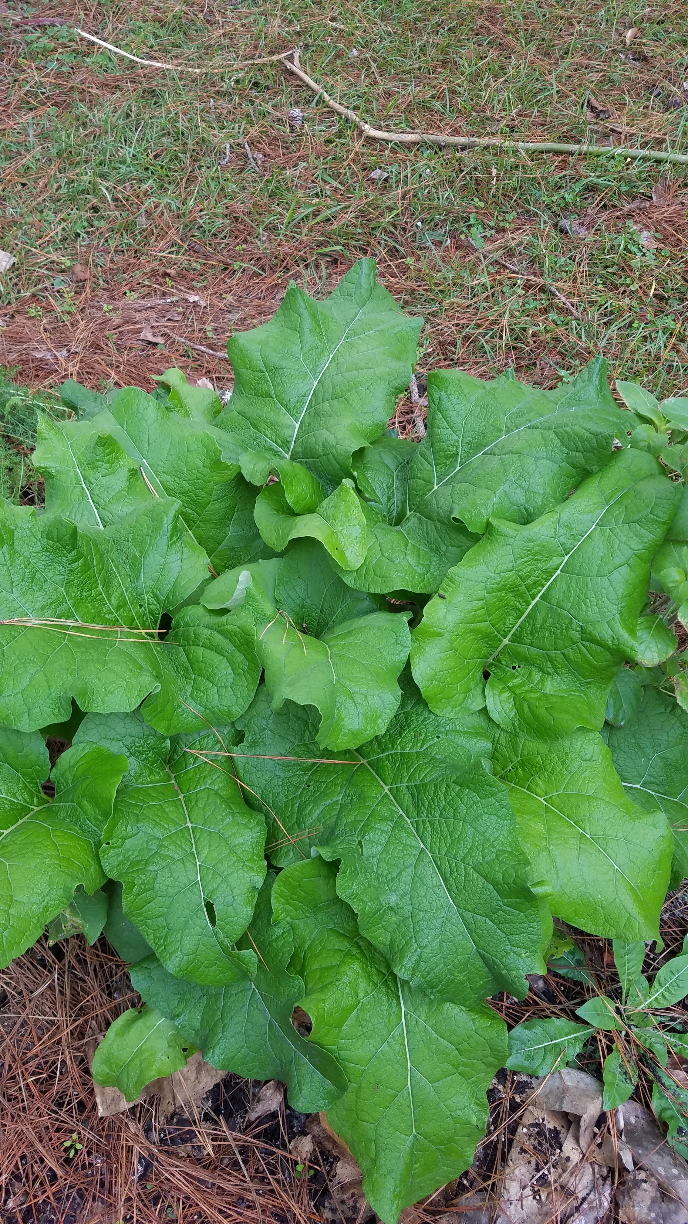 Burdock - Live Plant
