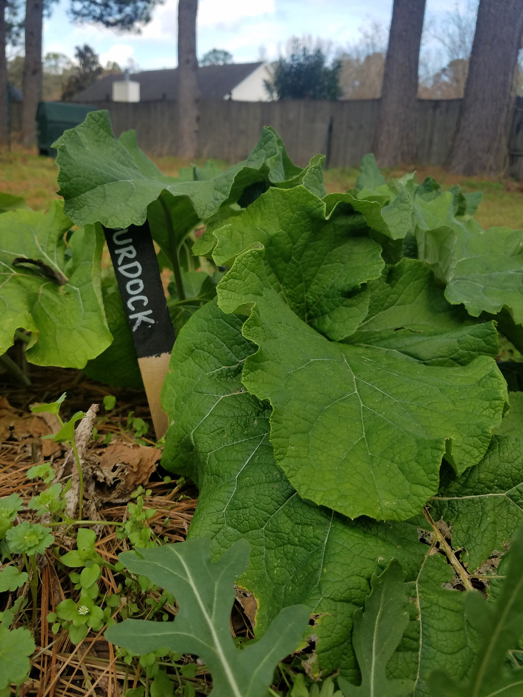 Burdock - Live Plant