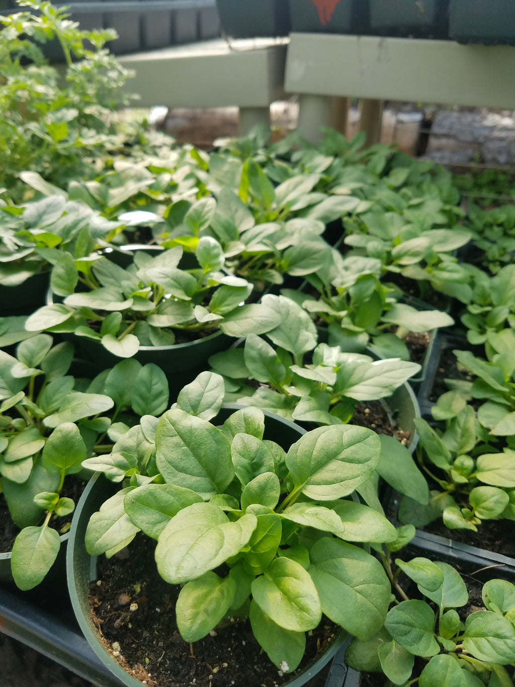 Self Heal or All Hea l- Live Plant