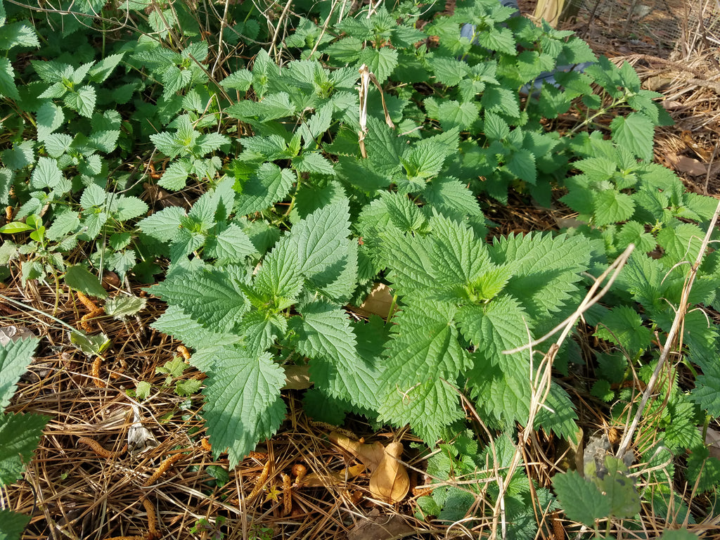 Stinging Nettles - Live Plant