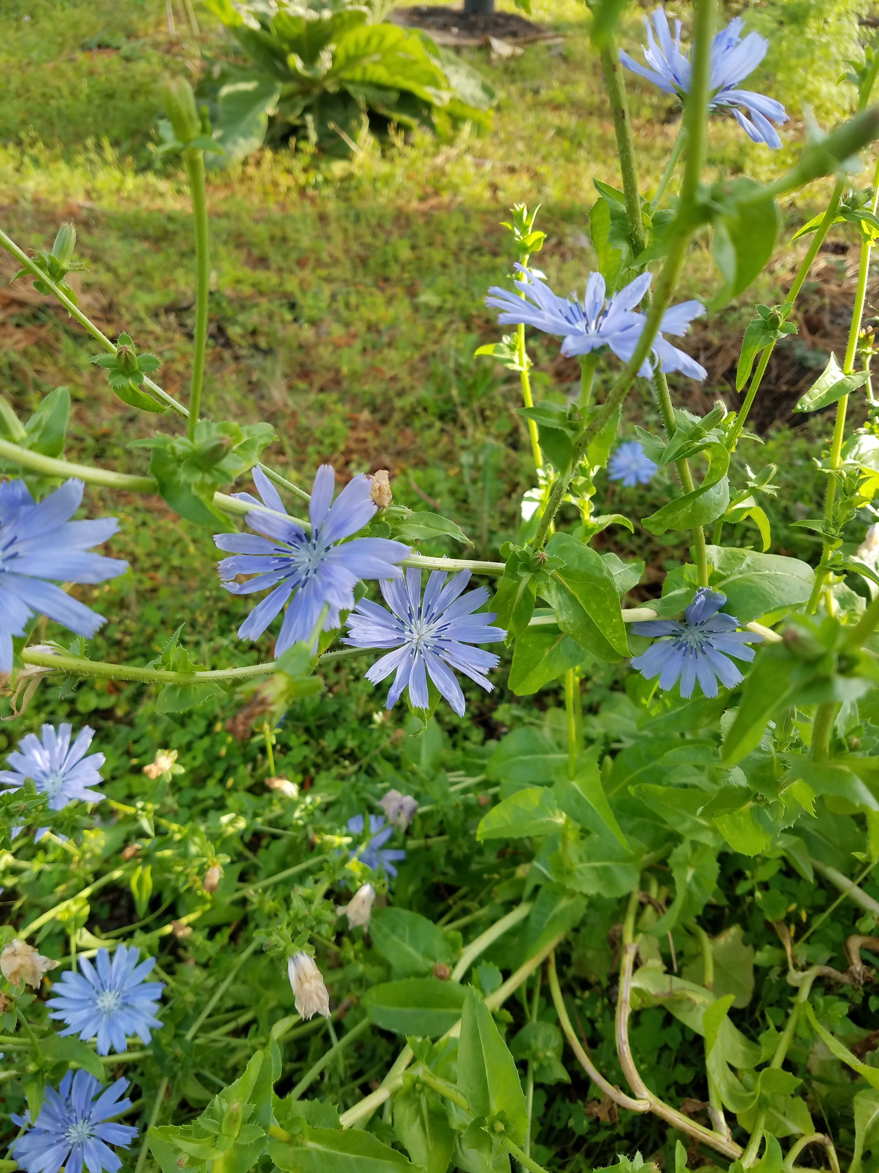 Chicory - Live Plant