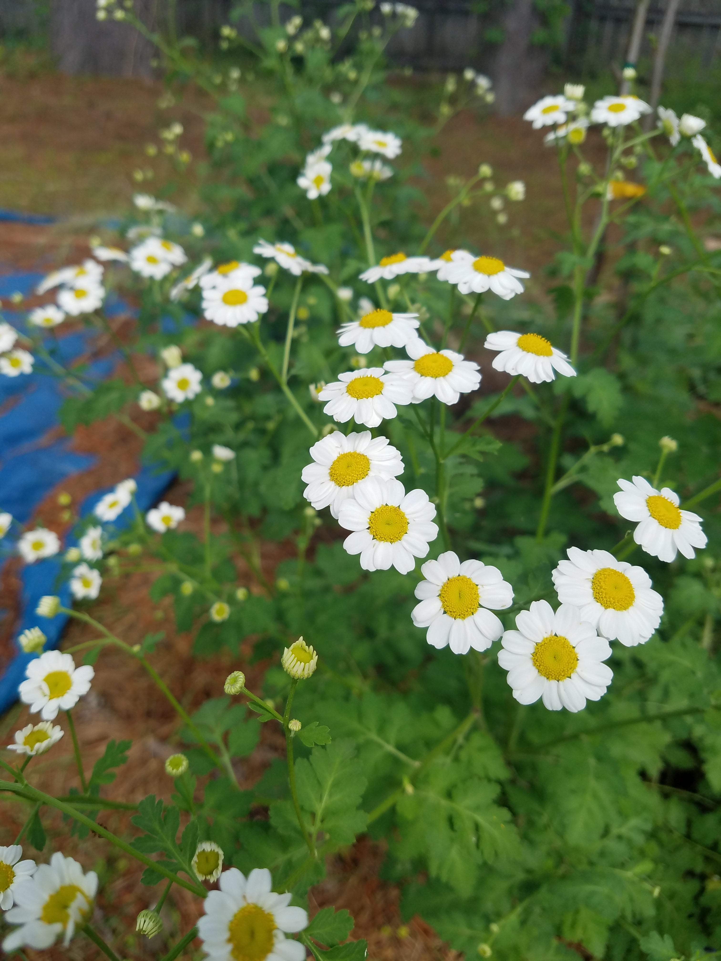 Feverfew - Live Plant