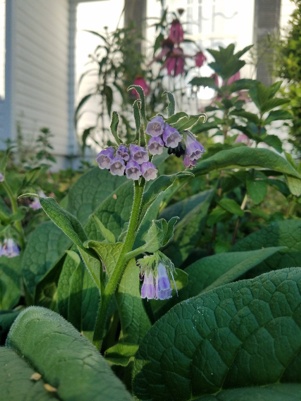Comfrey "Blocking 14" - Live Plant