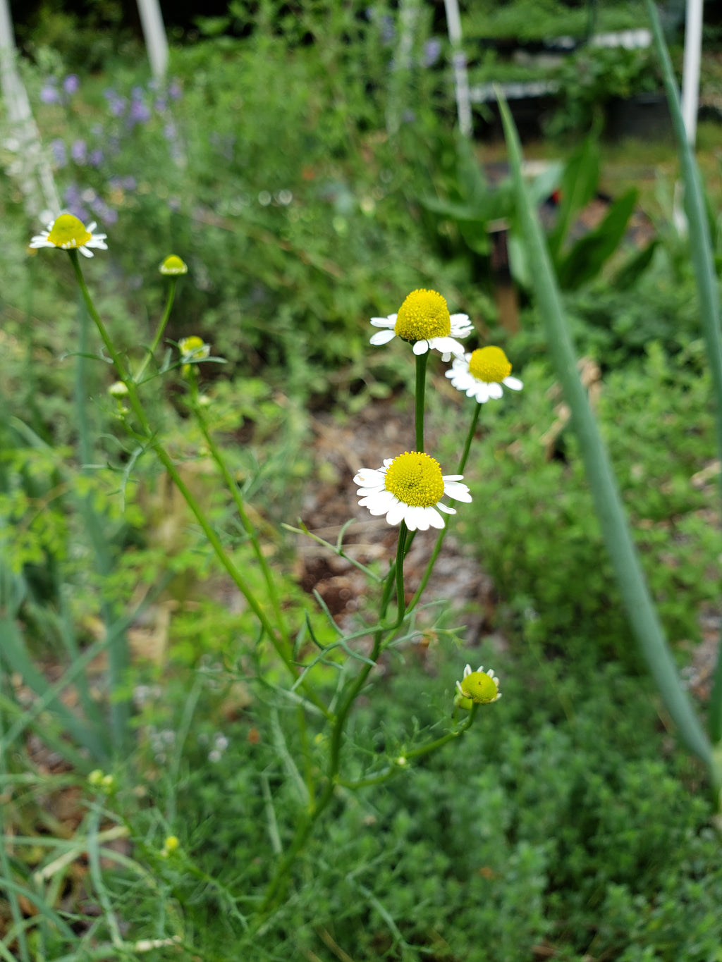 Chamomile - Live Plant