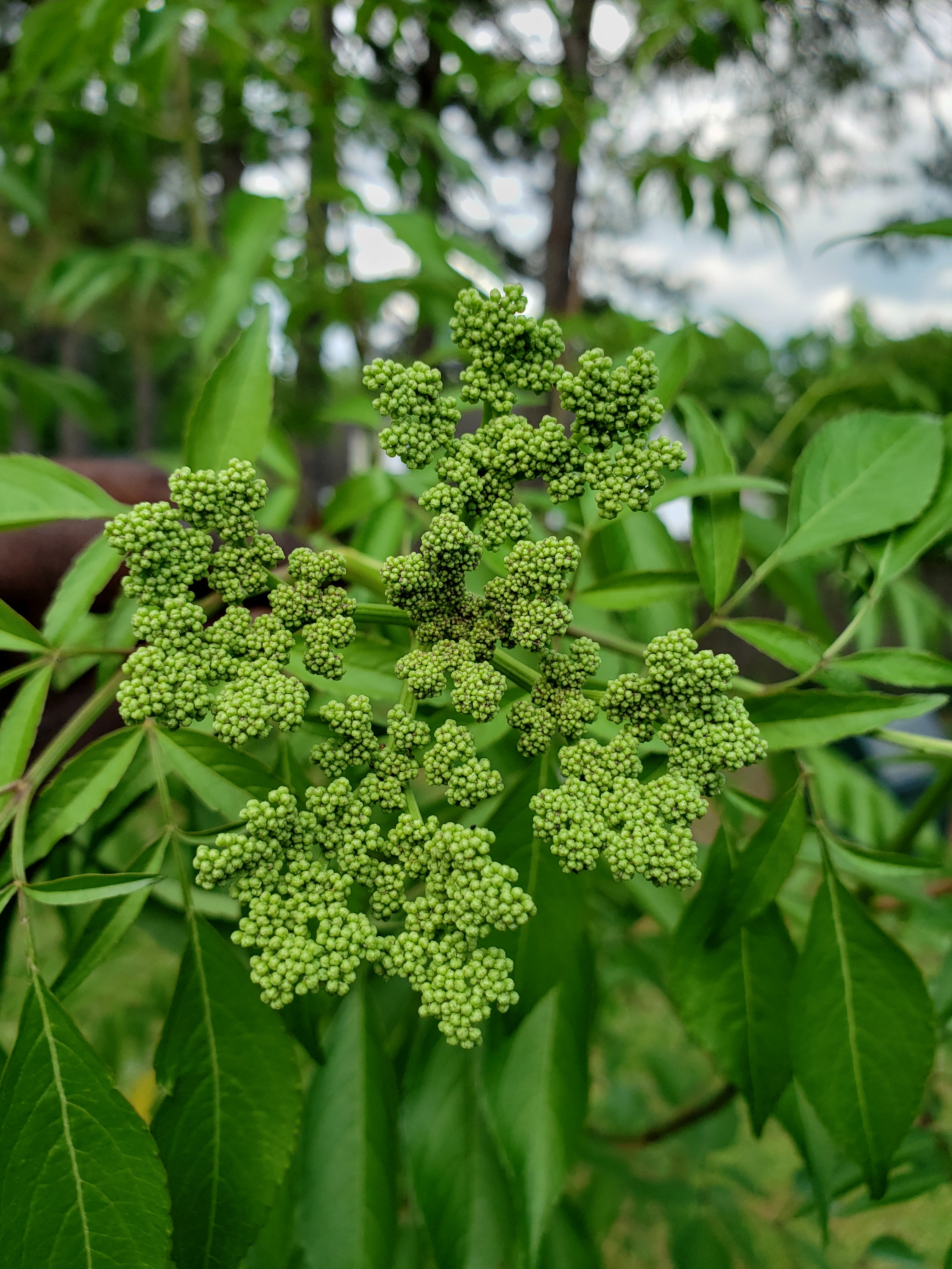 Elderberry "Bob Gordon" - Live Plant