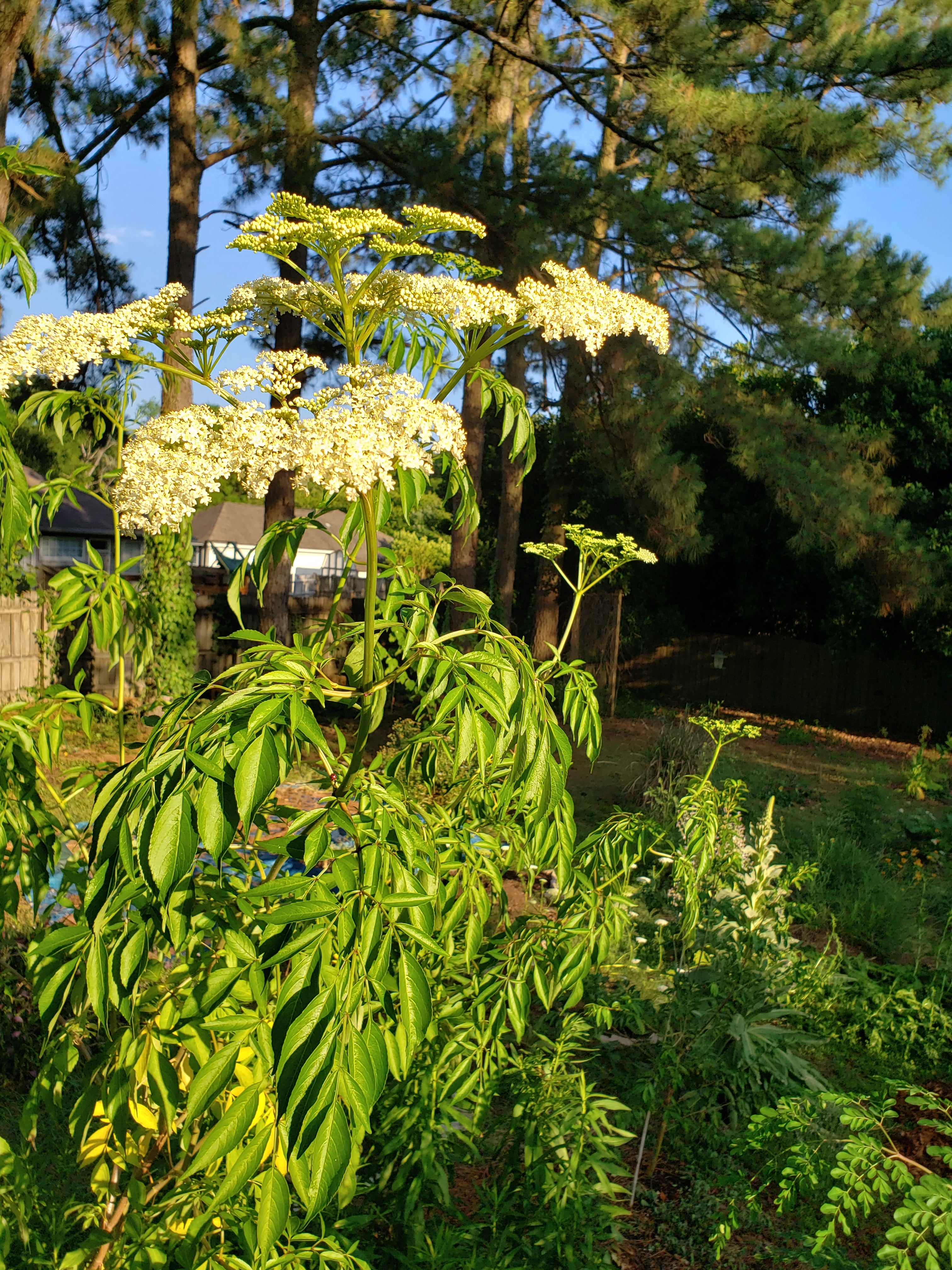 Elderberry "Bob Gordon" - Live Plant