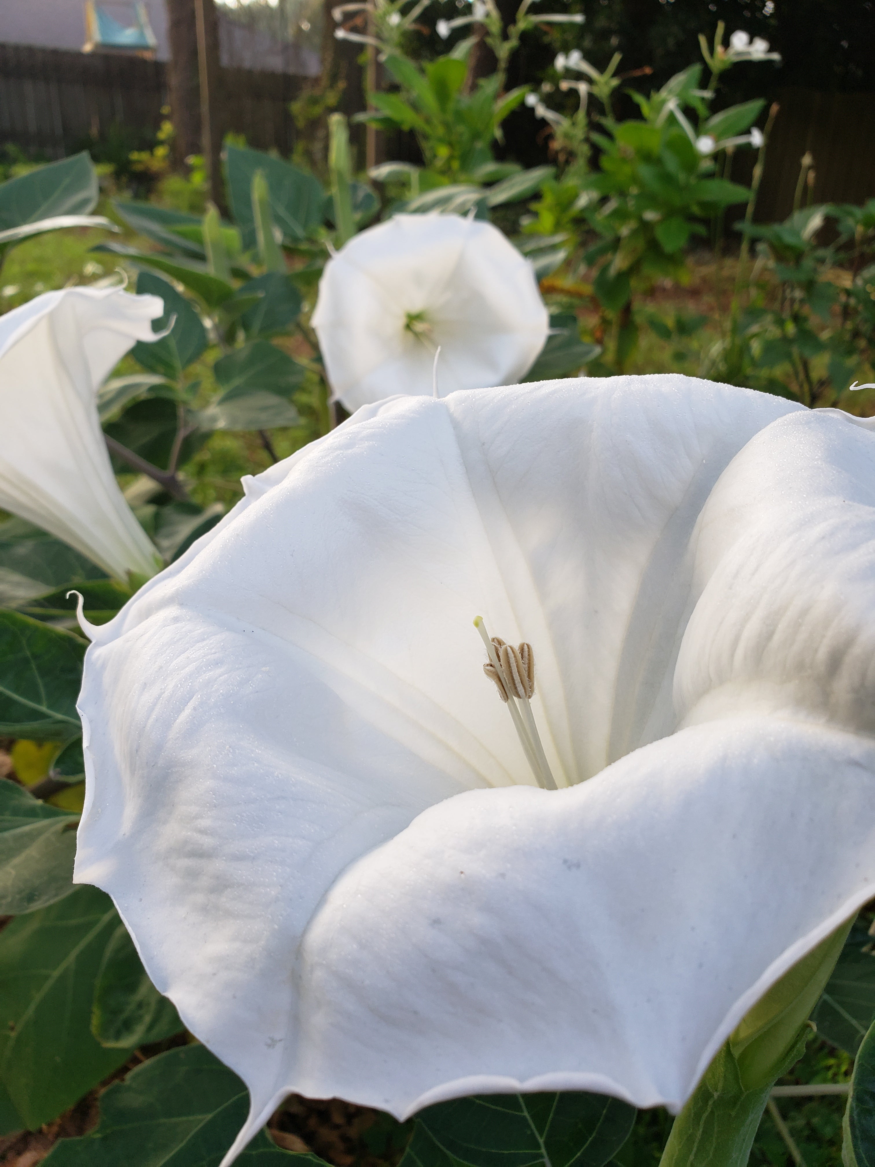 Datura "Moonflower" - Live Plant