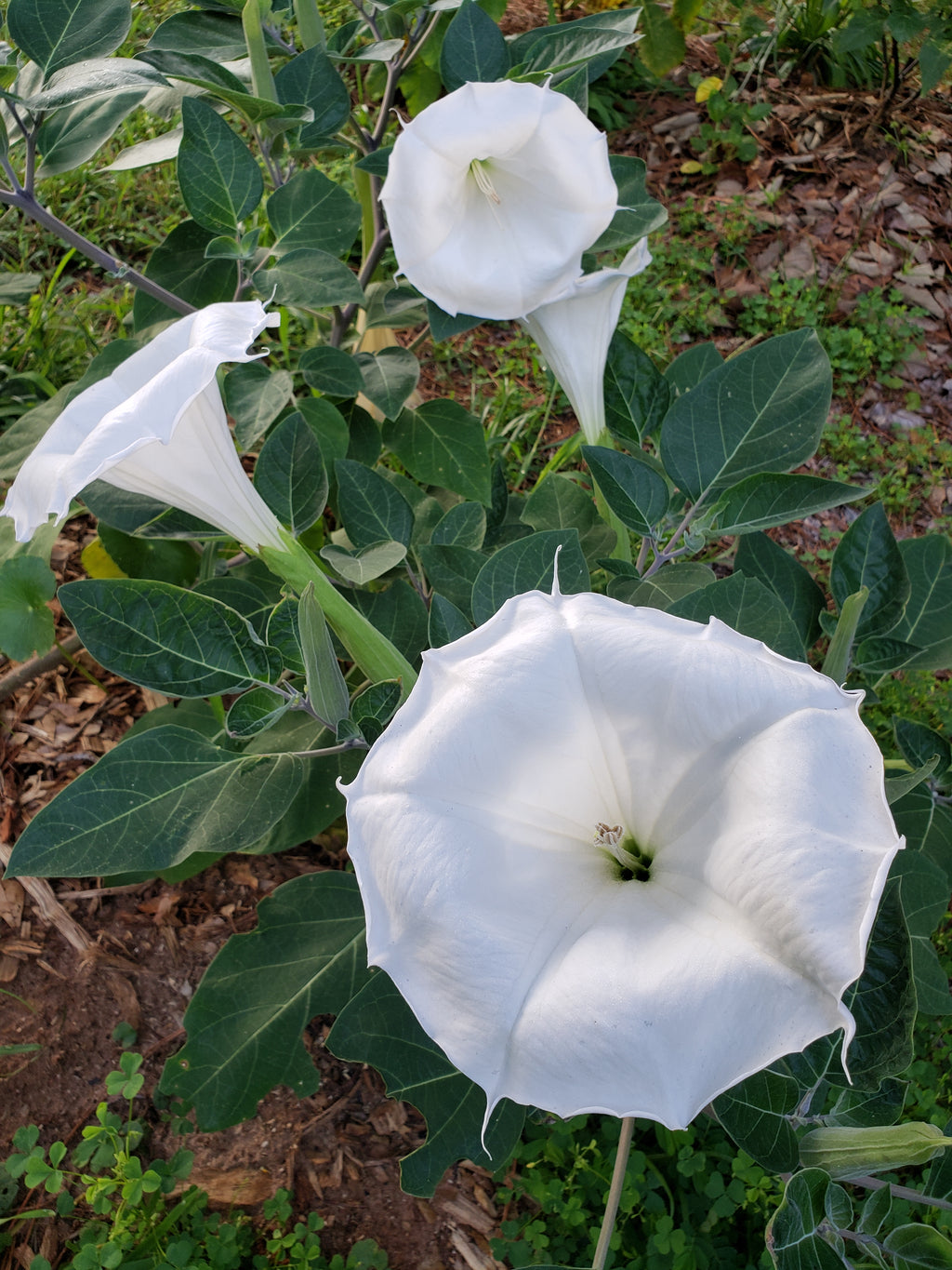 Datura "Moonflower" - Live Plant