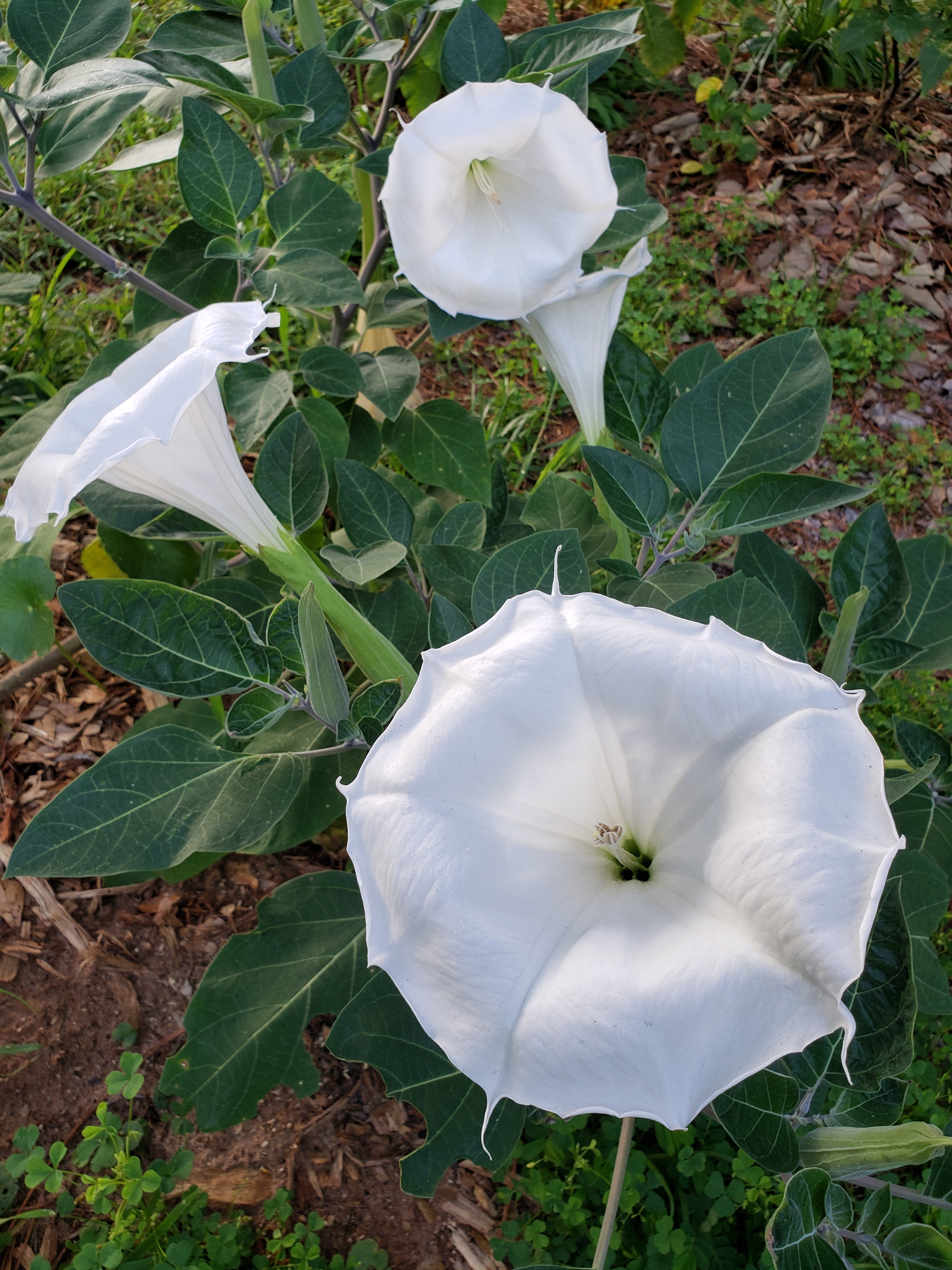 Datura "Moonflower" - Live Plant