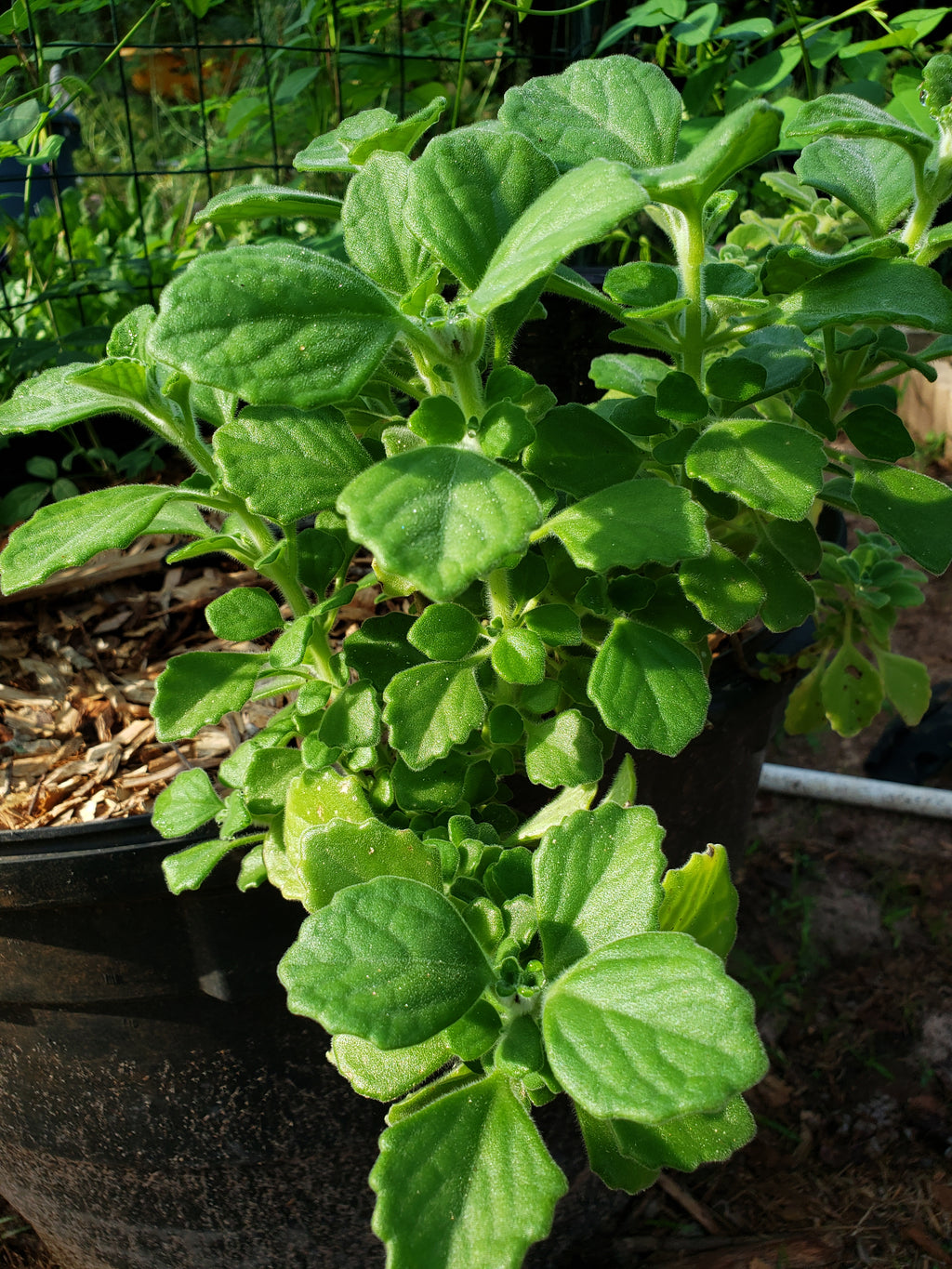 Vicks Plant - Live Plant