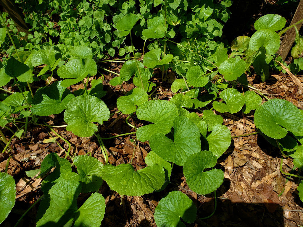 Gotu Kola - Live Plant