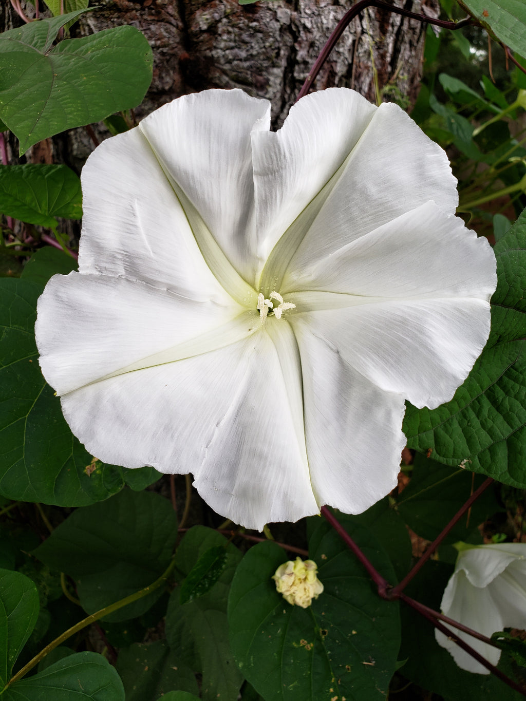 Moonflower Vine - Live Plant