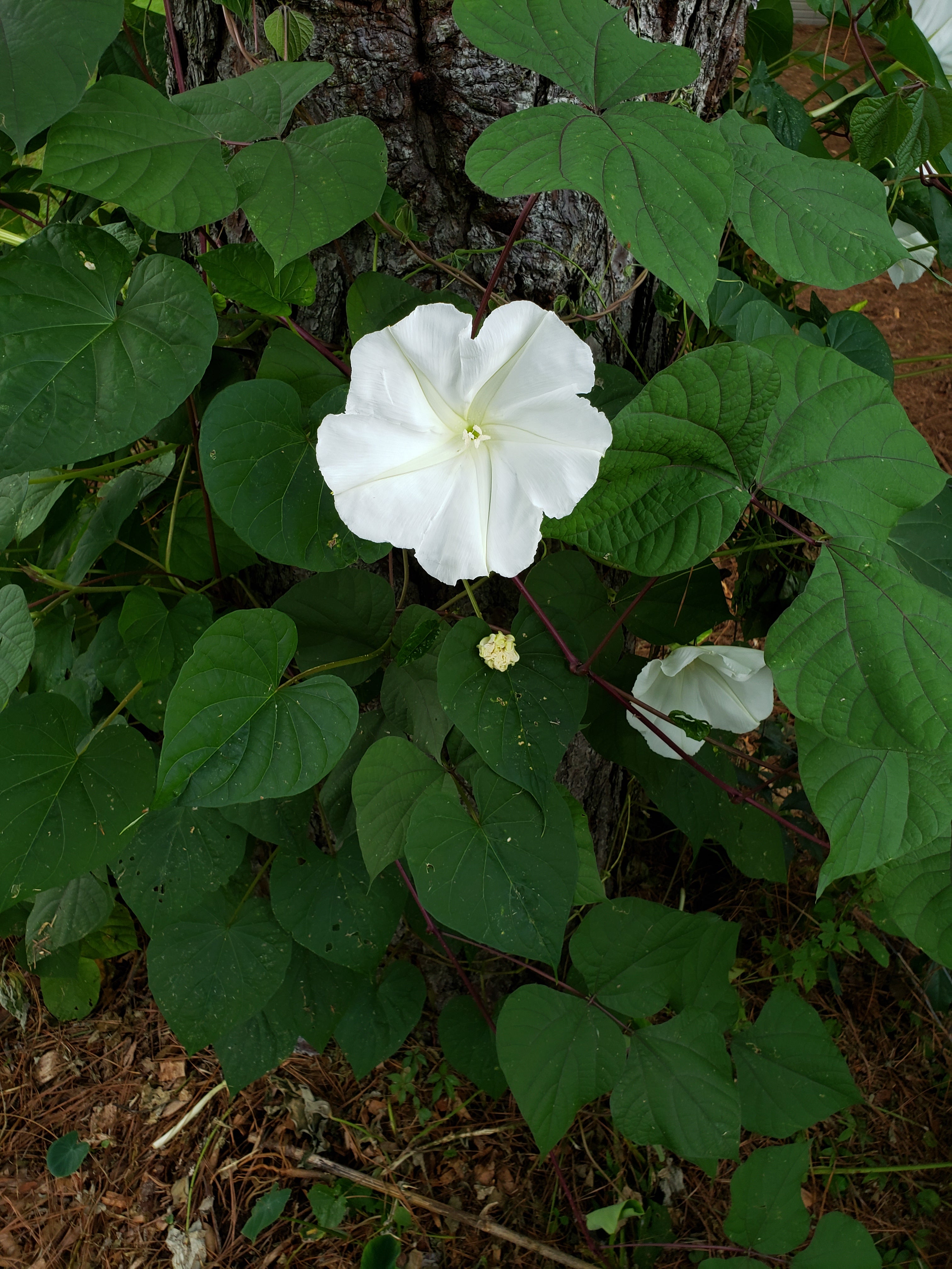 Moonflower Vine - Live Plant