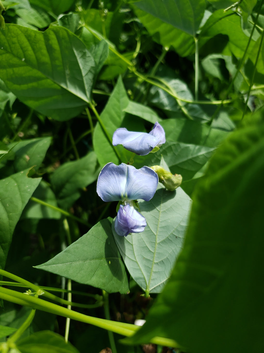 Winged Bean - Live Plant