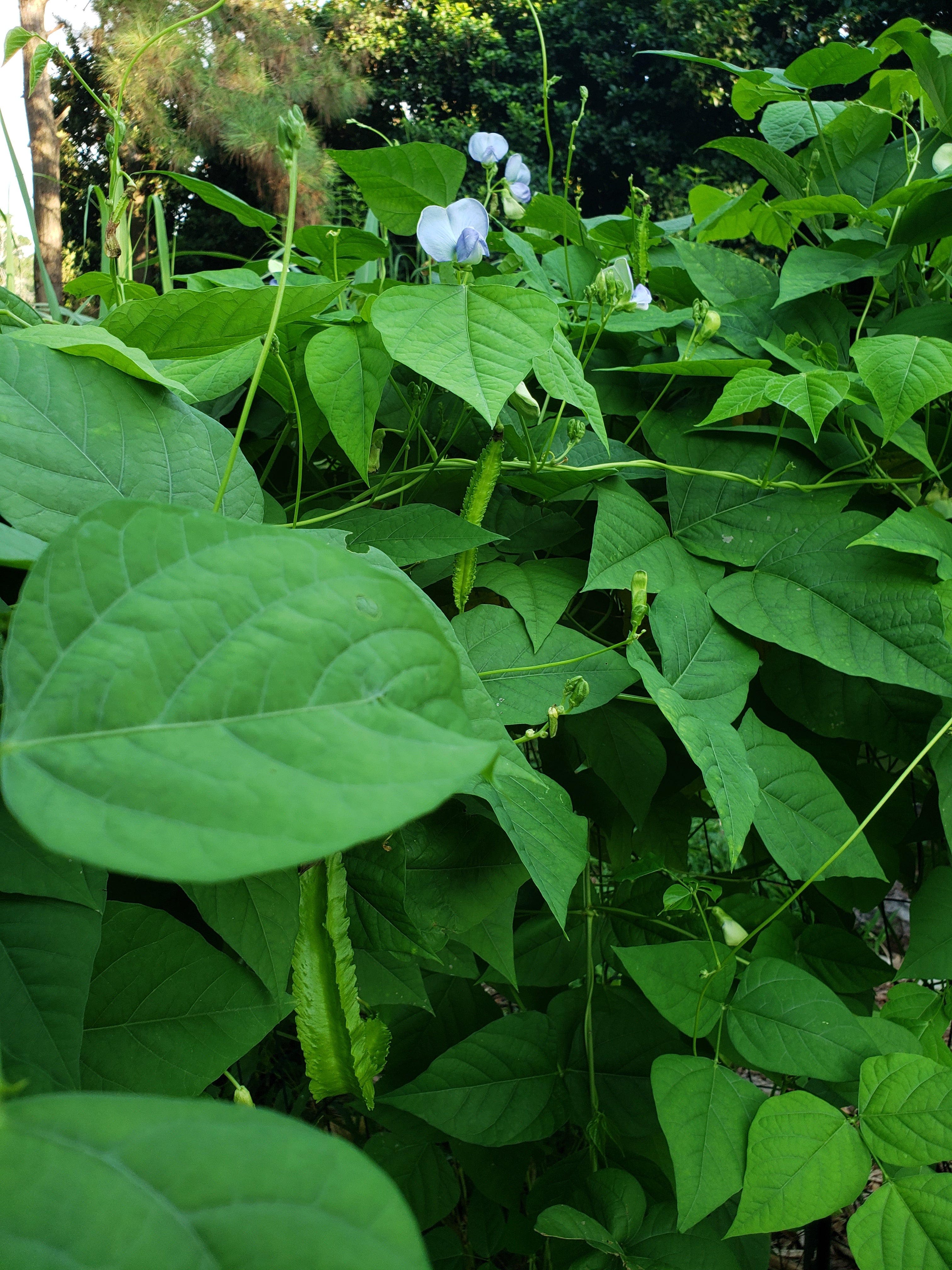 Winged Bean - Live Plant