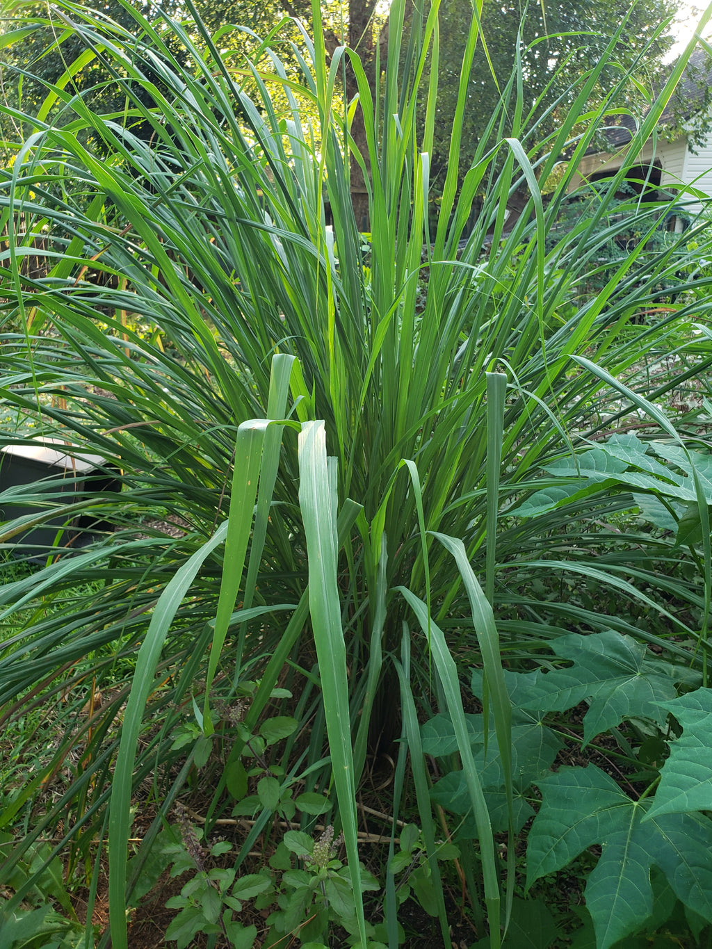 Lemongrass "East Indian" - Live Plant