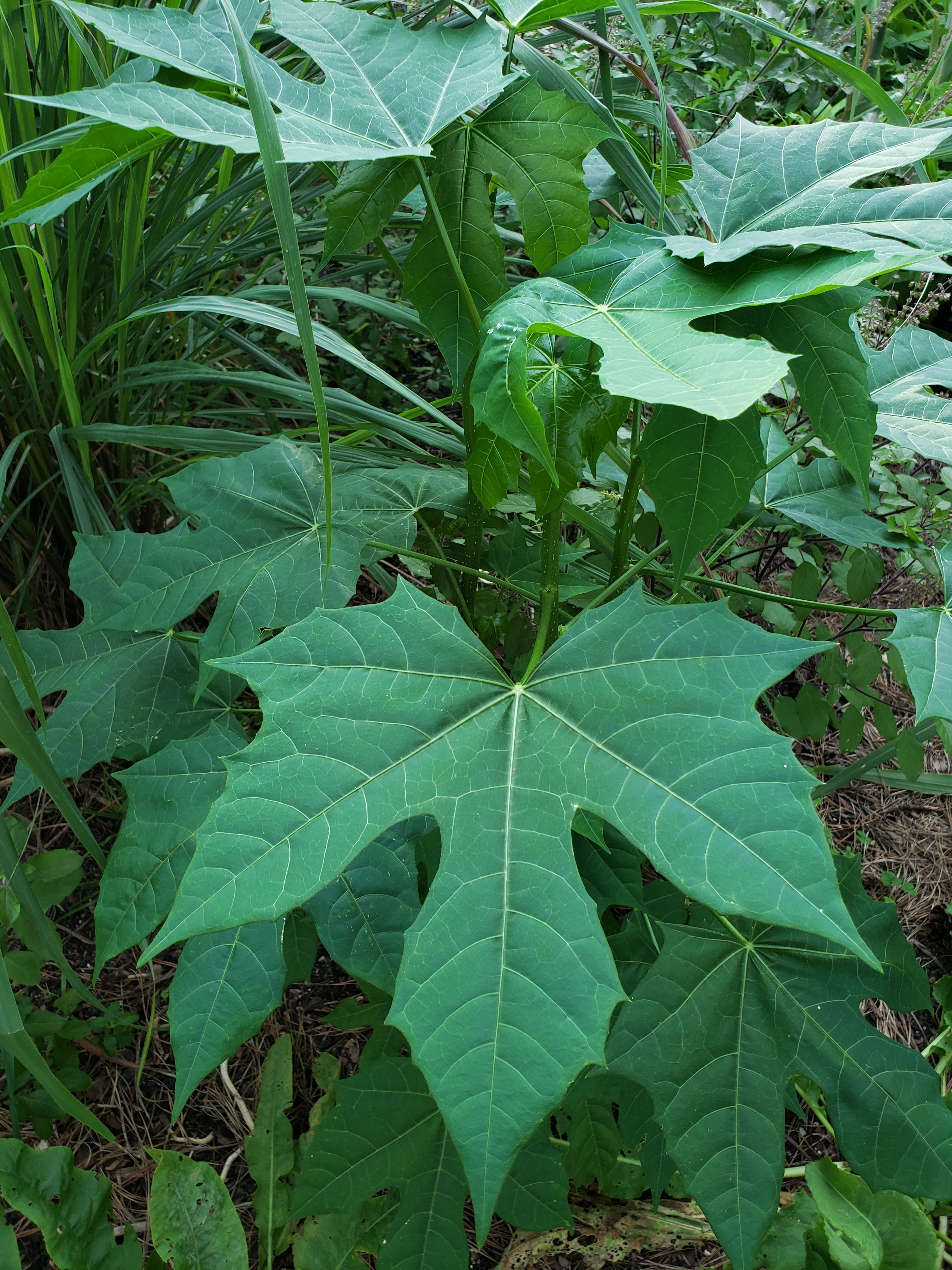 Chaya or Tree Spinach - Live Plant