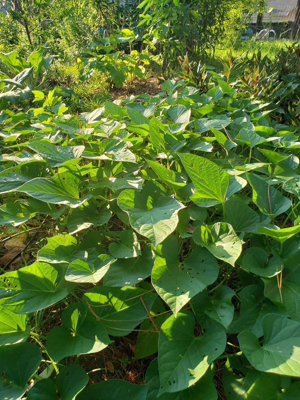 Sweet Potato "Okinawan Purple" - Live Plant