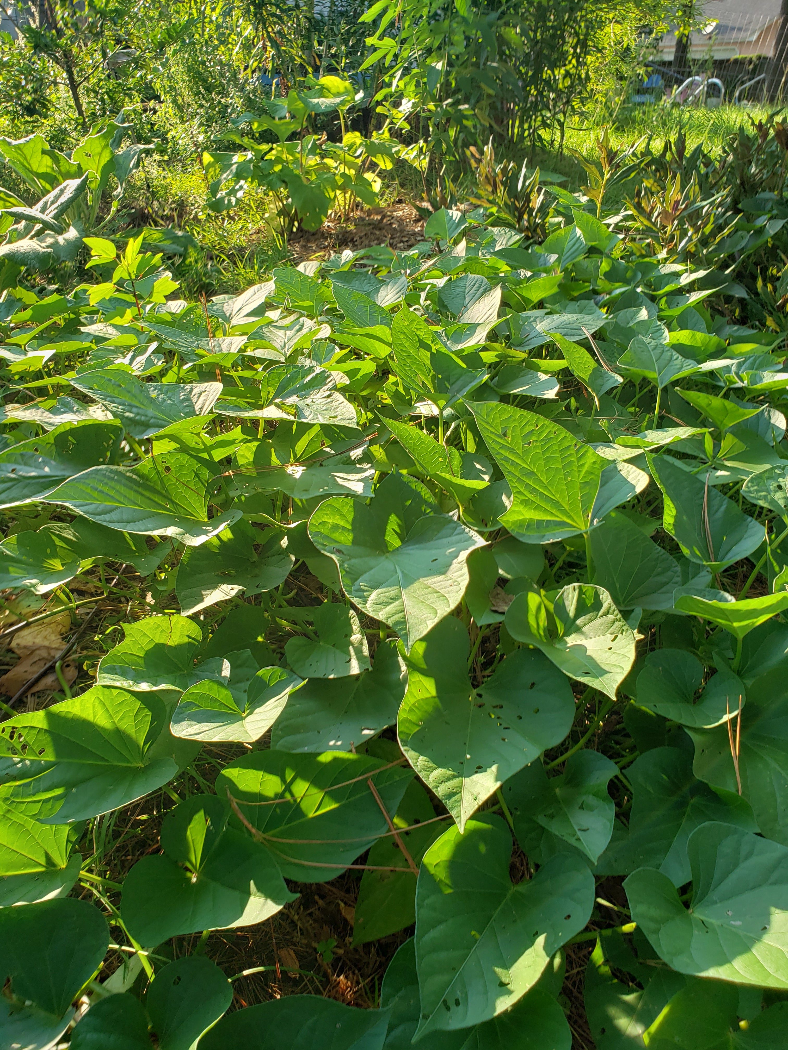 Sweet Potato "Okinawan Purple" - Live Plant
