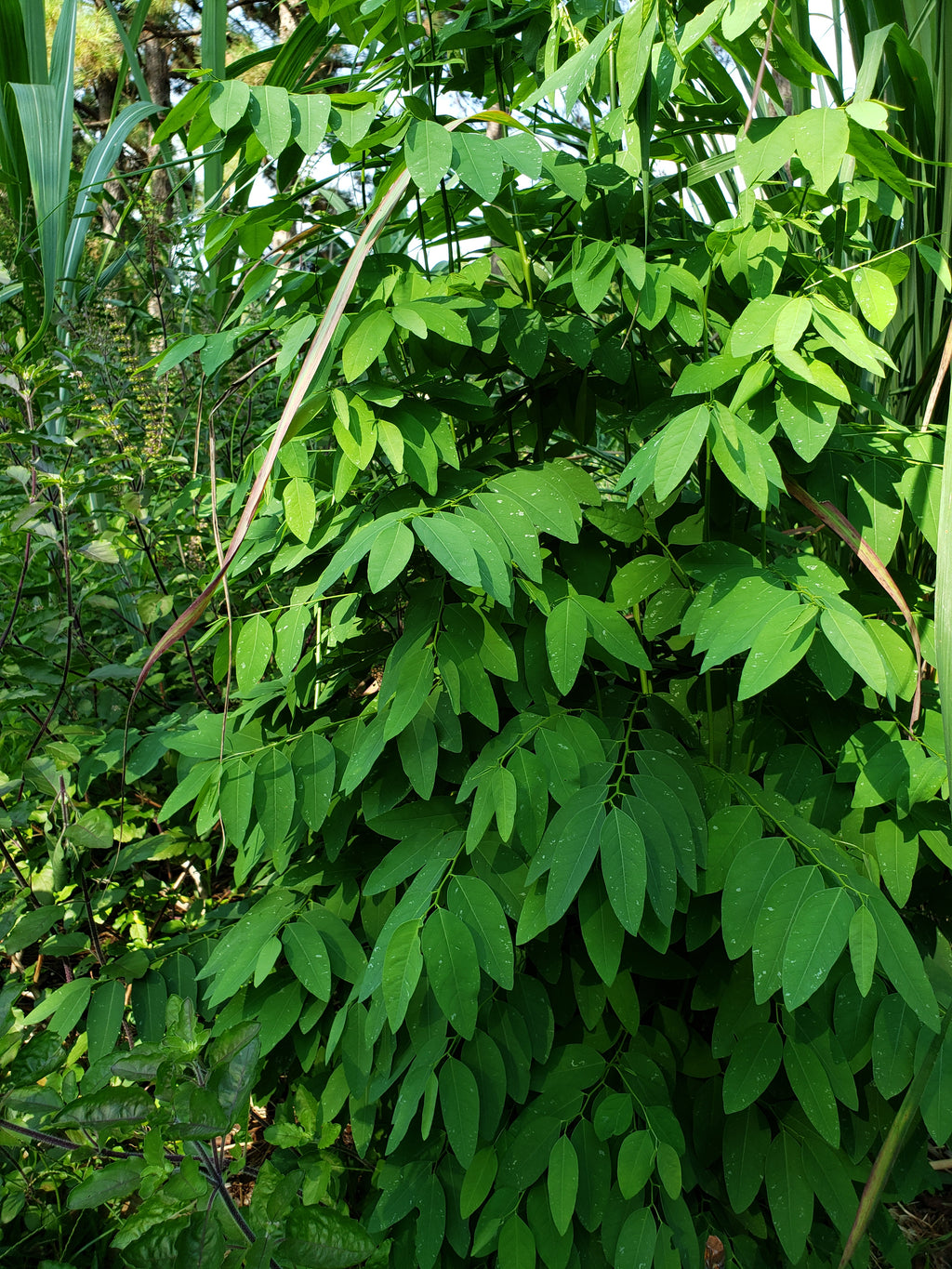 Katuk - Live Plant