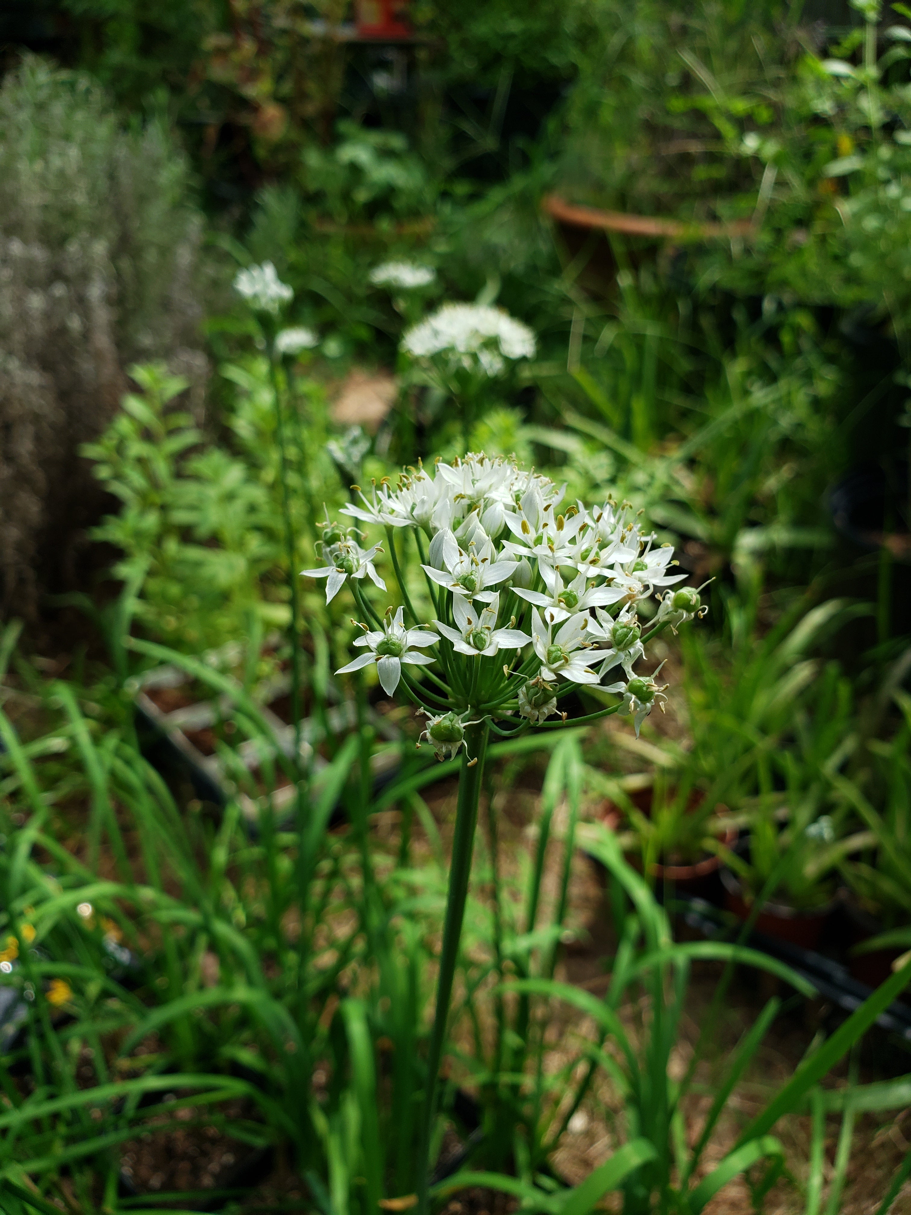 Chives "Garlic" - Live Plant
