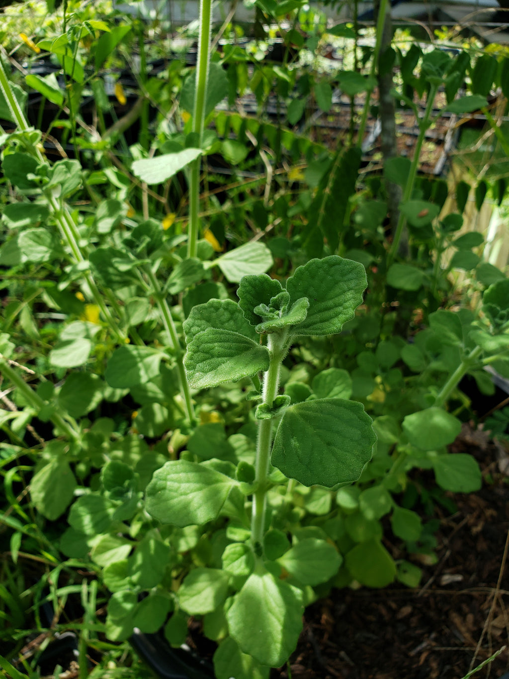 Vicks Plant - Live Plant