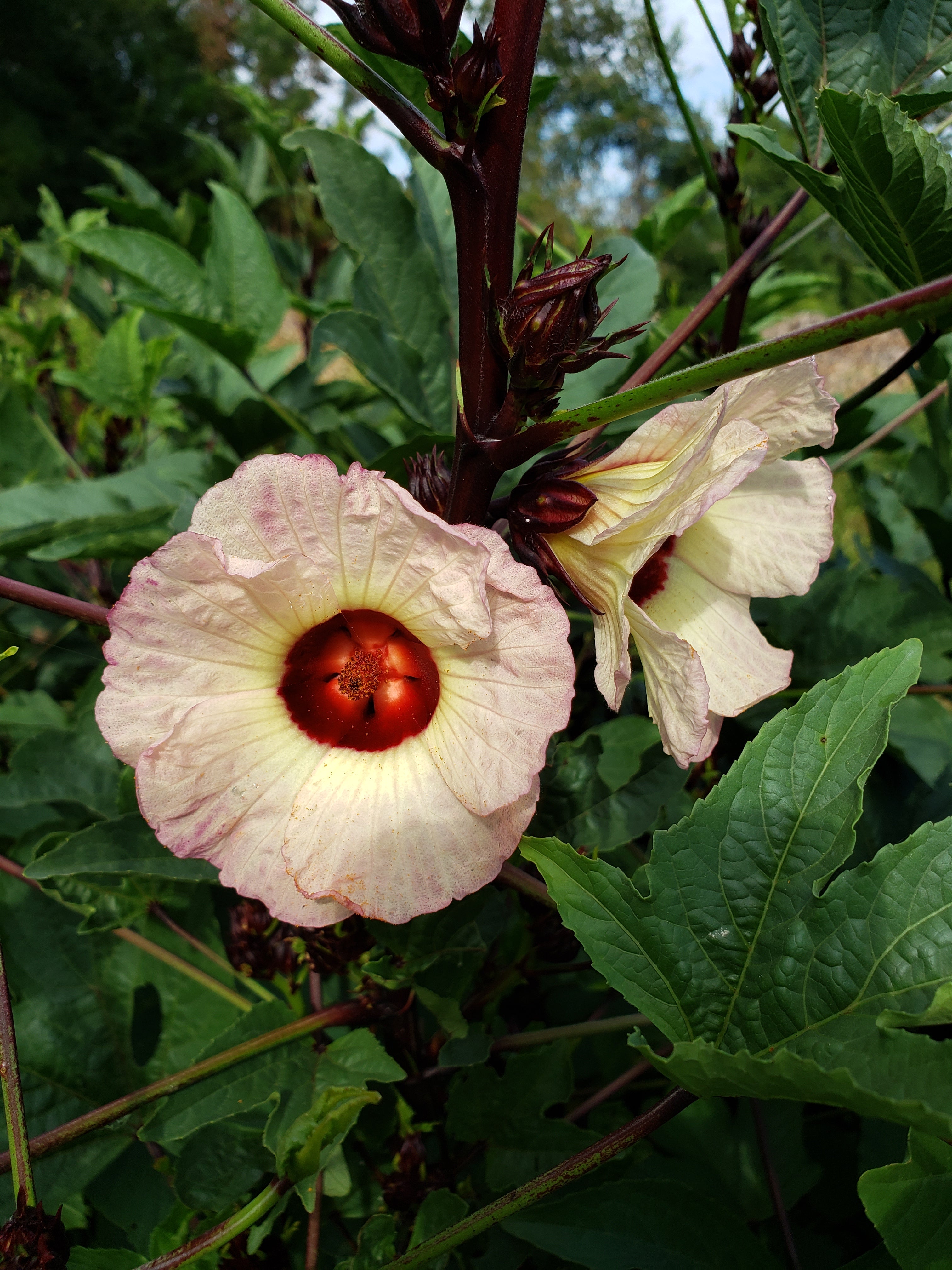 Roselle "Jamaican Burgundy" - Live Plant
