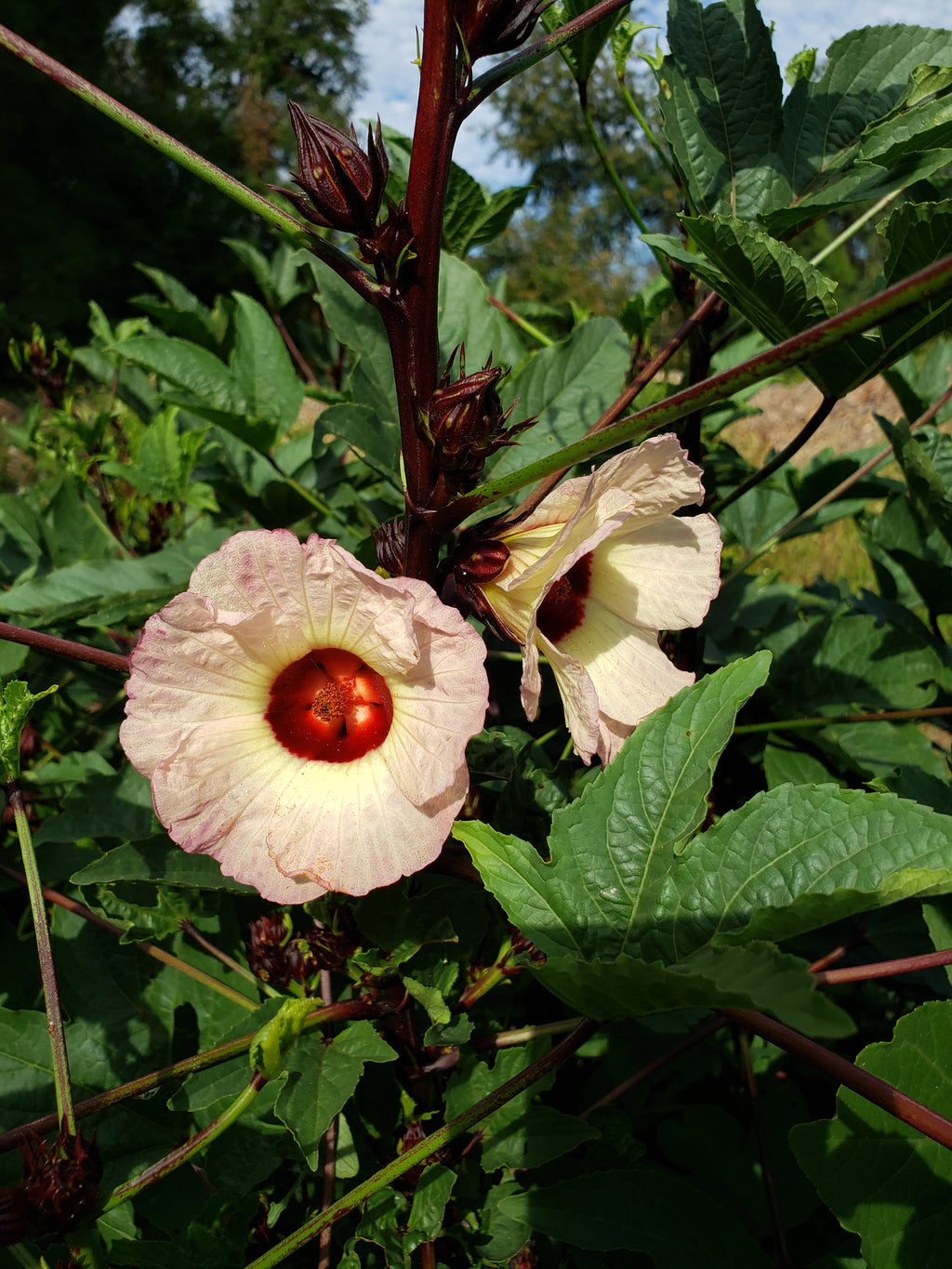 Roselle "Jamaican Burgundy" - Live Plant