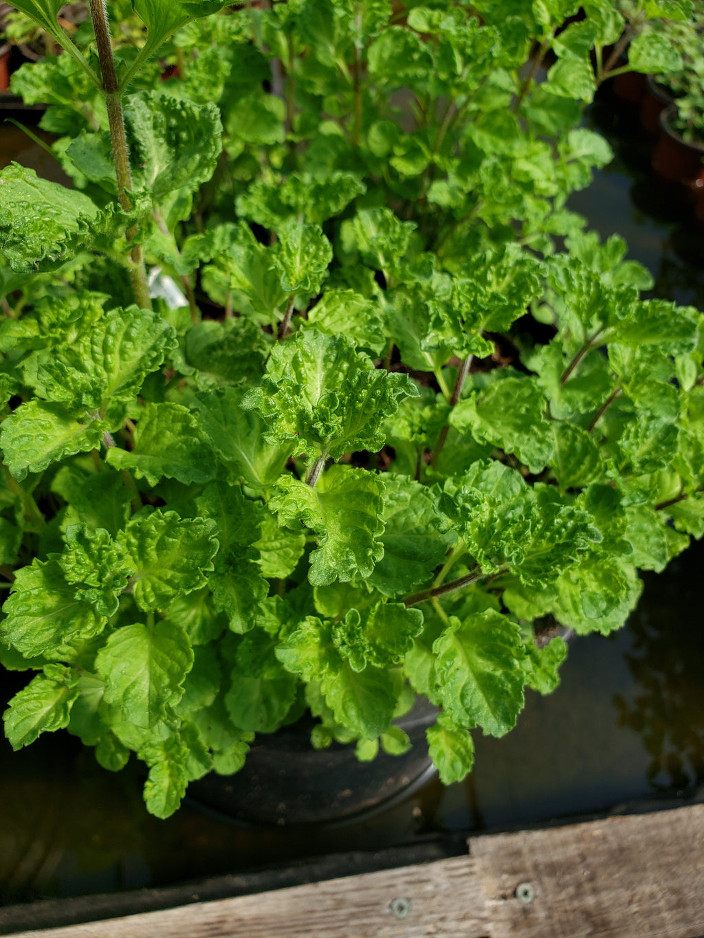 Mint "Curly" - Live Plant