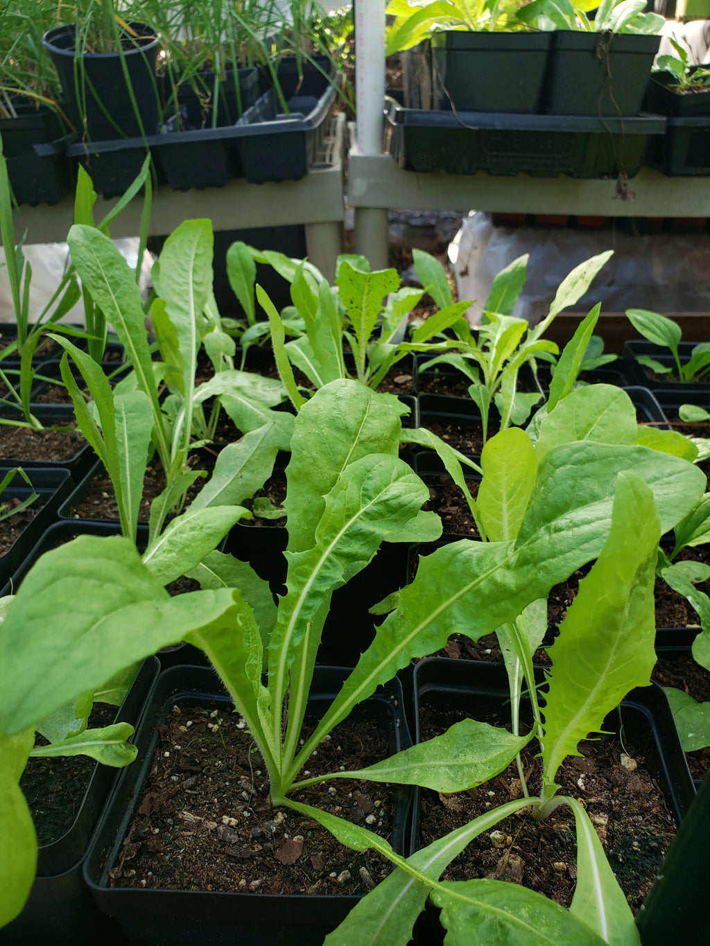 Chicory - Live Plant