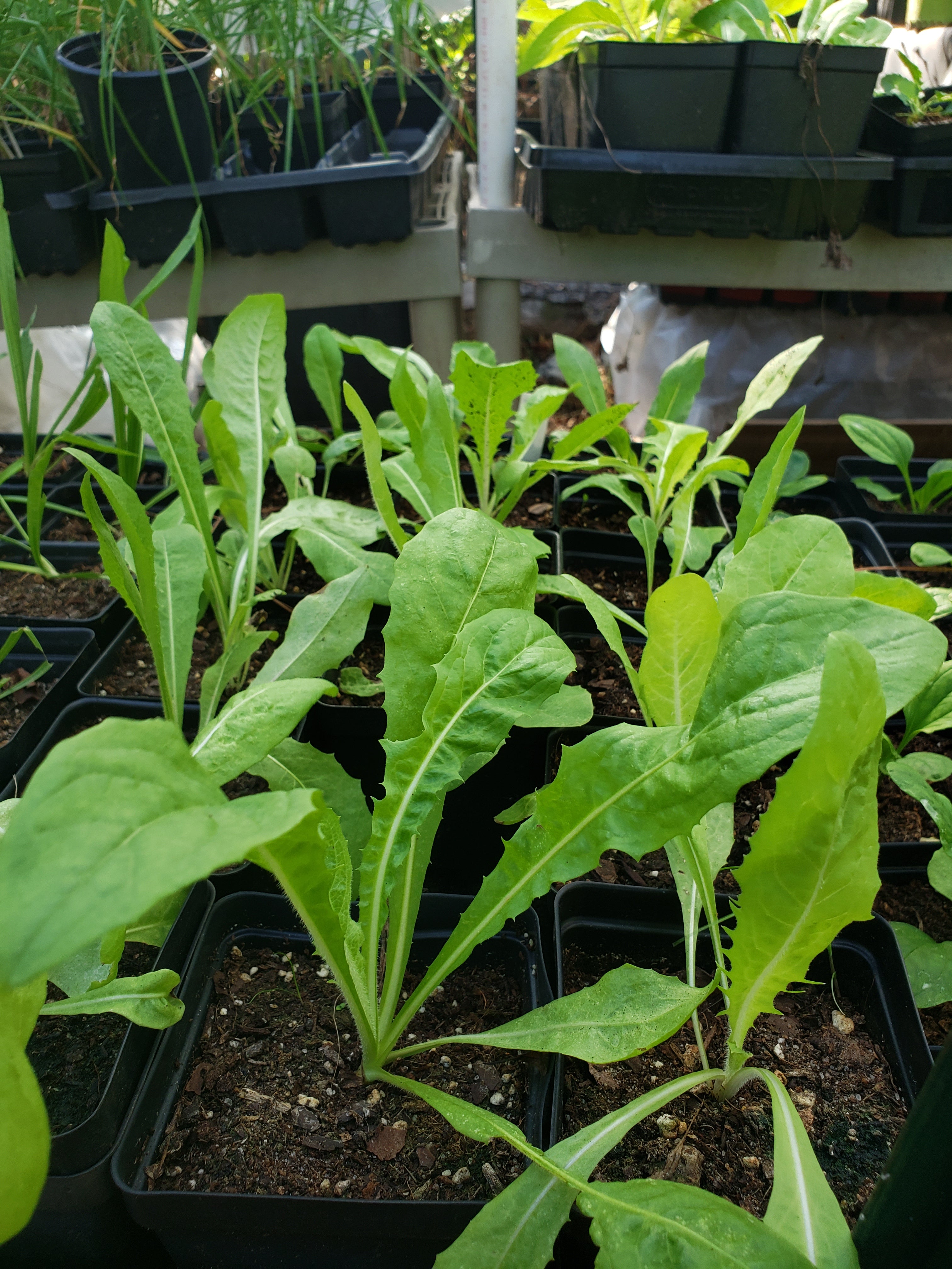 Chicory - Live Plant