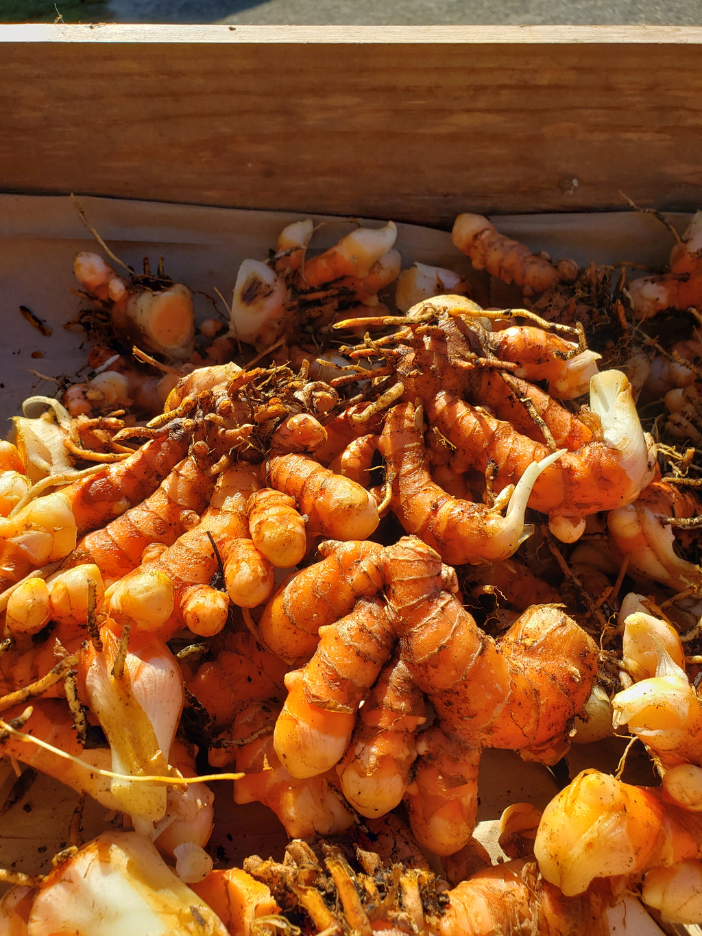 Turmeric "Yellow Indira" - Live Plant